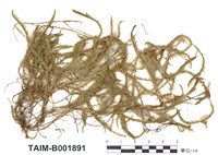 藏品(水苔)的圖片